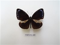 藏品(小紫斑蝶)的圖片